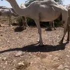 ضروبه طيبه
