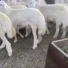 طليان جبره مناسبات مشروطه