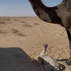 خلفه مجهم تحتها بكرن شقحا على جميع الشروط