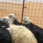 ذبايح نجديه بريه