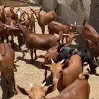 تيوس بلدي للبيع