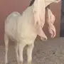 جفرة هولندية