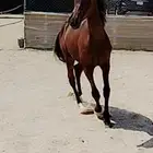 مهر شعبي