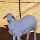 طلي مطعم محصن