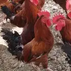 ديوكا للبيع العدد العمر سته شهور