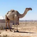 ضريبة طيبة للبيع