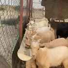 ماعز اقزام