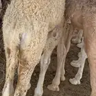 بكار فل شحم البيع