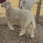 خروف نعيم