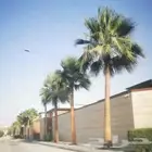 تنظيف واشنطني تكريب نخل الزينة خبرة قديم