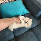 كلب بومرينيان Pomeranian بسعر مميز للبيع