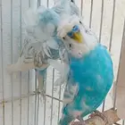 جوز هوقو منتج