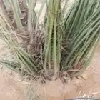 مقاول شبوك ونخل واشجار