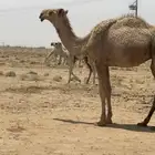 قعود اشعل على ذيب ابو عجاريد