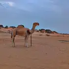 فحل اشقح كفو للبيع مشروط من جميع العذاريب