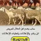 سناب يخدم اهل الحلال كافة للإعلانات والعروض