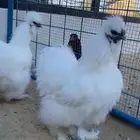 دجاج قطني