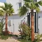 نخل واشنطني نخل عربي