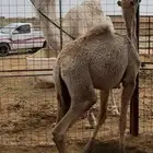 رحول وضحاء (( تم البيع ))