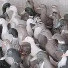 موجود بط شهرامان