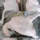 موجود دجاج على الطلب
