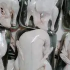 موجود بط بكيني وموجود دجاج
