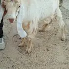 تيس عمر 6 شهور