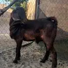 مشروع فحل أدهم ولد مرعب