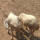 اعرض لكم اثنين فران العمر من 3 ايلا 4شهور على السوم