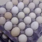 بيض دجاج مخصب بلدي مشكل مع فيومي و تركي
