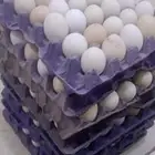 بيض دجاج بلدي مشكل مع فيومي و تركي بيض مخصب