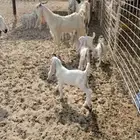 معزا هولندية العدد 6 تحتها 11
