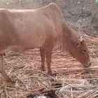 بقره على كلام راعيها يقول عشار لها اربعه 4شهور