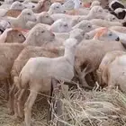 رخال رفيدي من 450