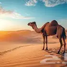 راعي غنم لا مانع من الابل