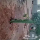 فسايل نخل