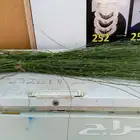 المرخ الجيزاني الطازج الاخضر الجديد الرياض الحله يصل بشكل