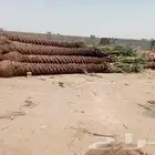 نخل مثمر للبيع