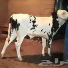 للعرض فقط
