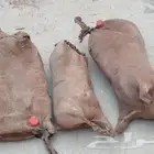 قربة ماء