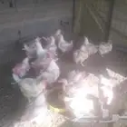 طيور الوسام لذبح اليومي