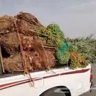 ارياض المزحميه تبرك الجله لبخه القرنه الدودمي البجاديه عفيف