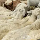 ذبيحتك لباب بيتك تيوس حص و محايلية وبيشية