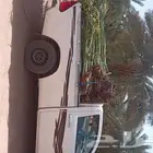 فسائل نخيل مثمرة للبيع