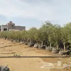 اشجار زيتون