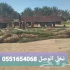 نخيل  للبيع
