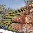 يوجد لدينا جميع انواع النخيل وجميع المقسات المثمره ولواشنطني