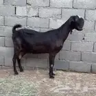 عنز شاميه