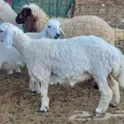 رخلة حريه فل شحم ولحم ونظيفة
