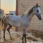 فرس شعبيه
